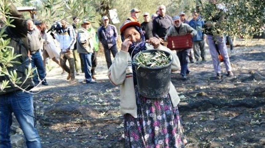 Ayvalık&rsquo;ta Zeytin Toplama Yarışması