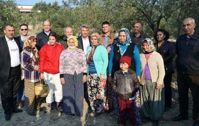 Ayvalık’ta Zeytin Toplama Yarışması