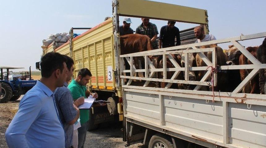 Samsat&rsquo;ta Gen&ccedil; &Ccedil;ift&ccedil;i Desteği İle Otuz Aile İş Sahibi Oldu