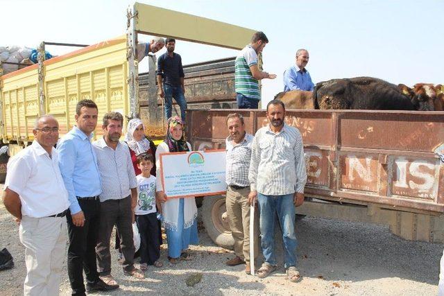 Samsat&rsquo;ta Gen&ccedil; &Ccedil;ift&ccedil;i Desteği İle Otuz Aile İş Sahibi Oldu 1