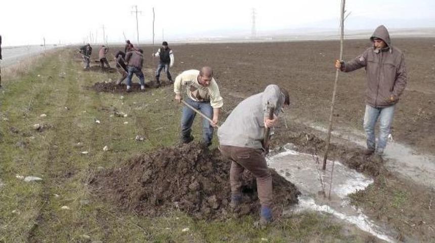 Kar Yağmayınca 13 Bin Fidan Dikilmesine Karar Verildi