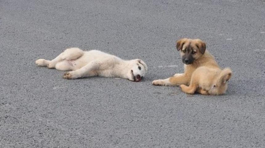 Yavru K&ouml;pek, Yaralı K&ouml;peğin Başından Ayrılmadı