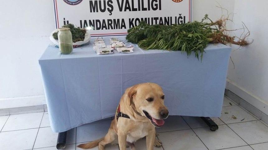Muş&rsquo;ta Uyuşturucu Operasyonu