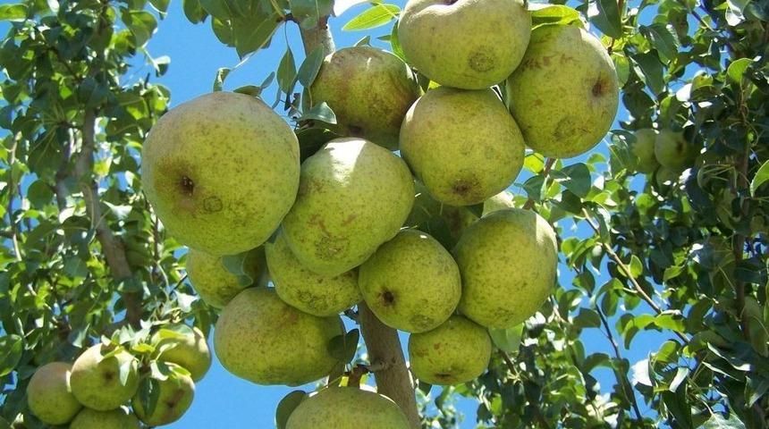 Armut Hasadına Dikkat
