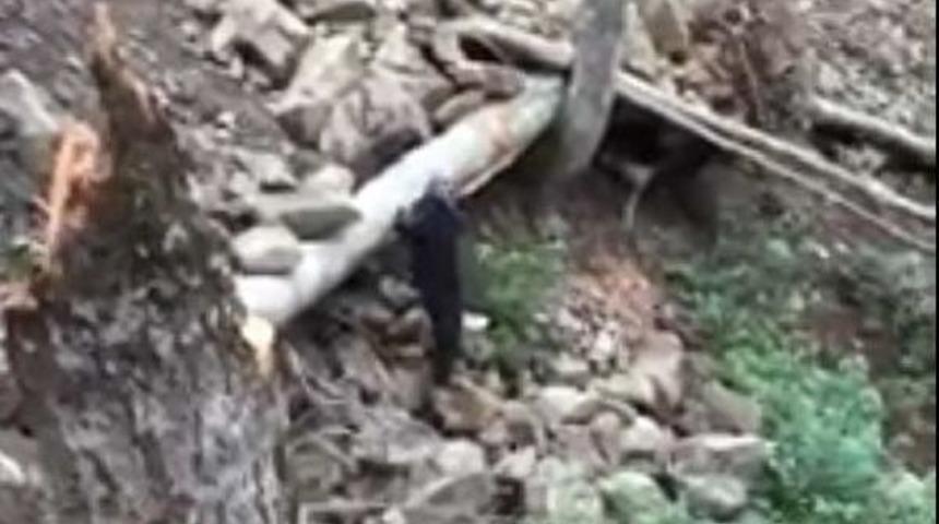 'orman Katliamında' Kesilen Ağa&ccedil;lar Toprakla G&ouml;m&uuml;ld&uuml;" İddiası