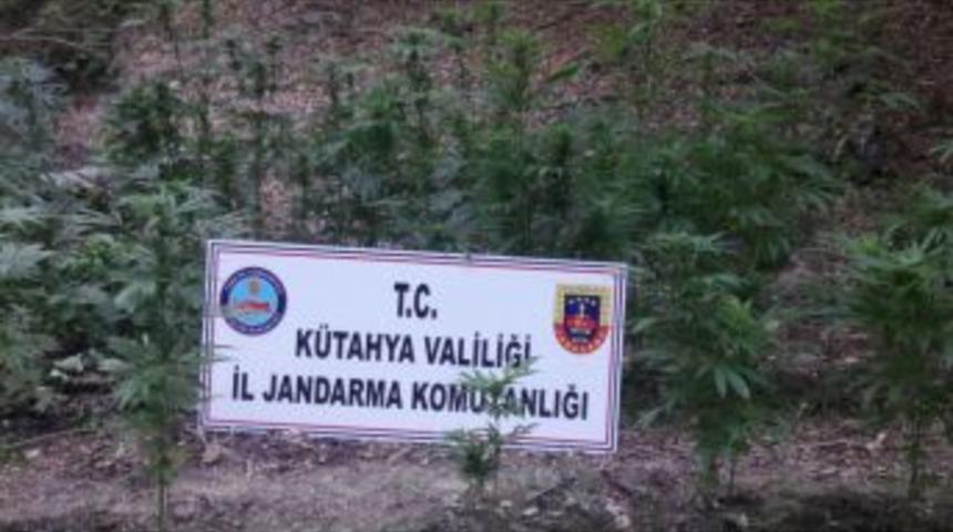 Hint Keneviri Yetiştirdikleri İddia Edilen 2 Kişi Tutuklandı