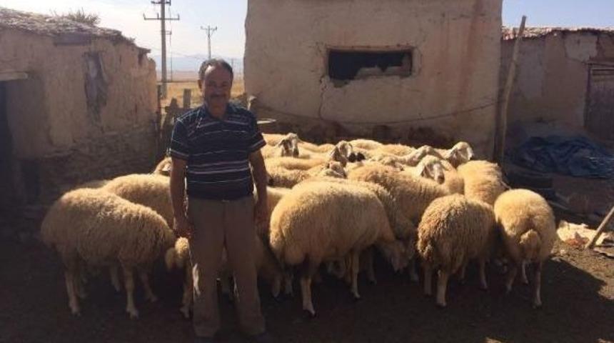 Konya'da &Ccedil;alınan 53 Koyun Bulundu