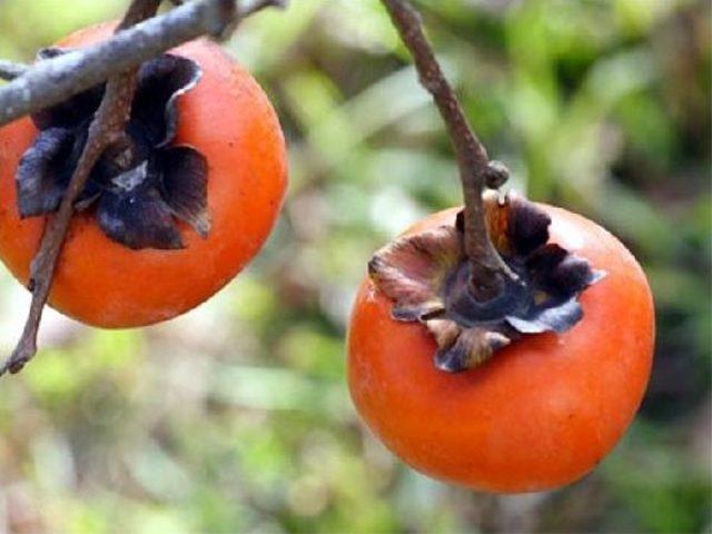  cennet Meyvesi , Kanserden Koruyor 1