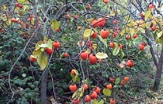  cennet Meyvesi , Kanserden Koruyor 3