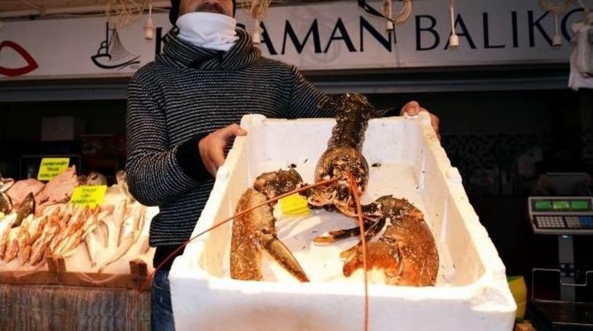 Hamsi Ağlarına 2 Kiloluk Istakoz Takıldı