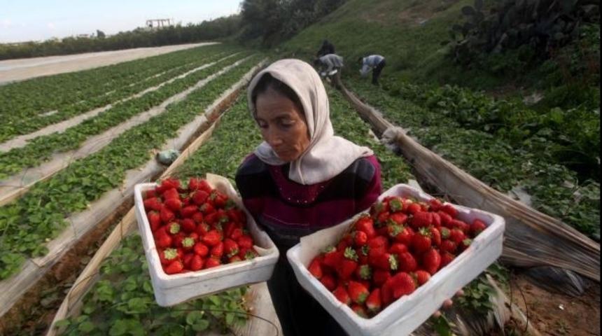 Amerika, Gazze&rsquo;de Tarımı Neden Destekliyor ?