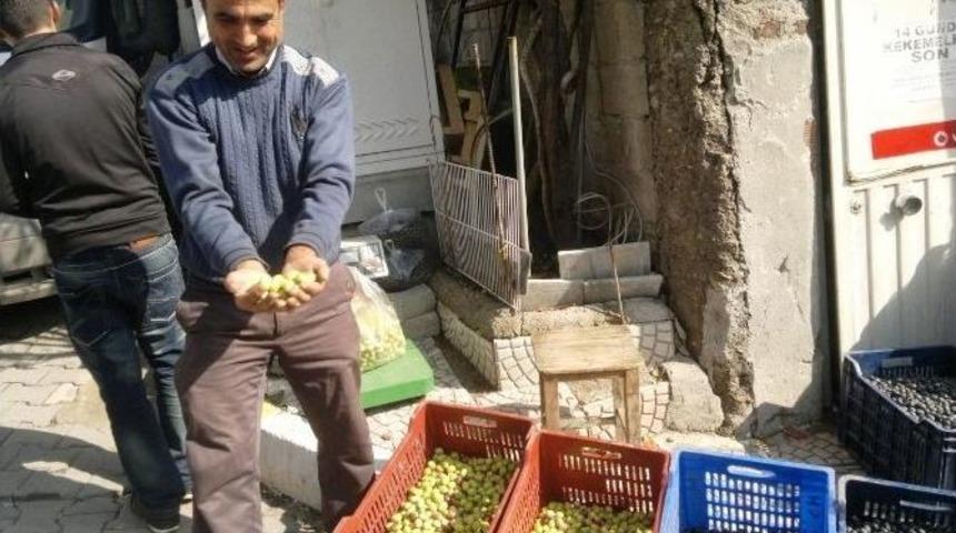 Salamura Zeytin Yapımı Yaygınlaşıyor