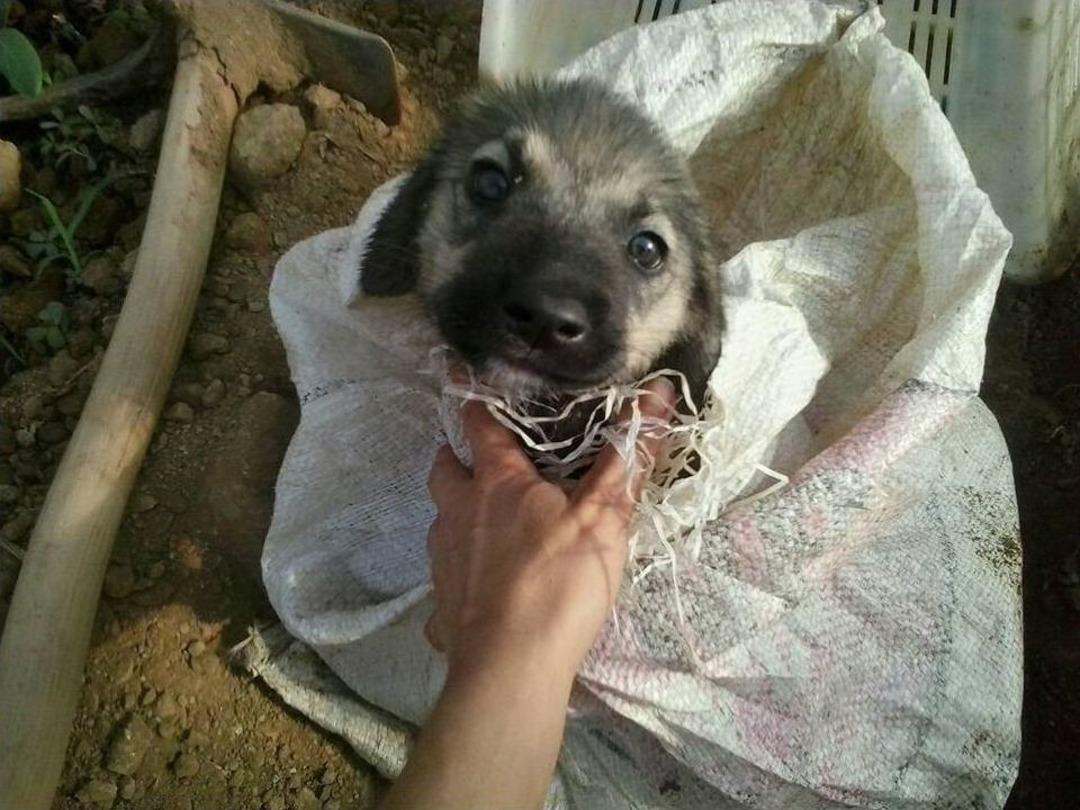 &Ouml;l&uuml;me Terk Edilen Yavru K&ouml;peği Alman Aile Kurtarmış