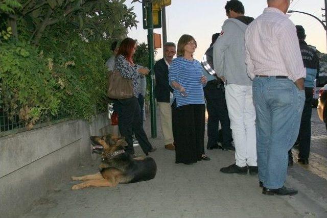 “çapkın” Köpeğe Araba Çarptı