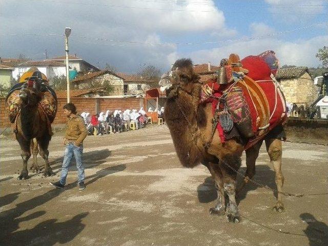 Güreş Develerine Törenle Havut Kondu