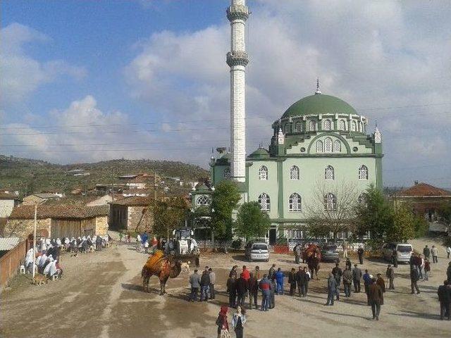 Güreş Develerine Törenle Havut Kondu