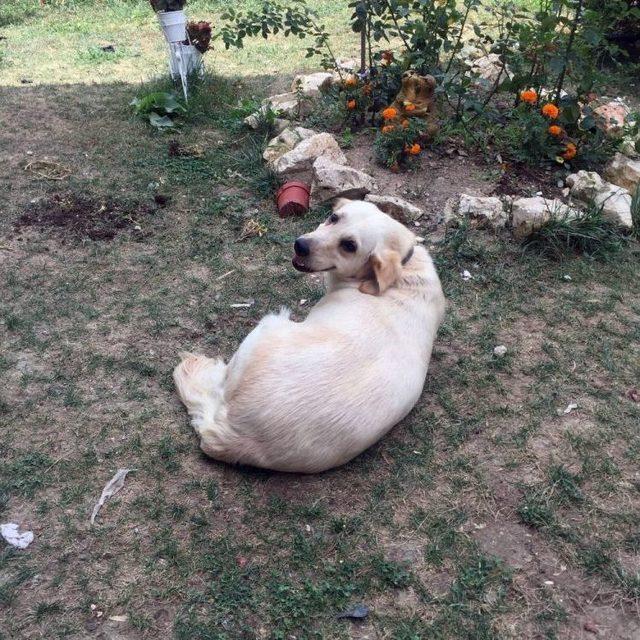 (özel Haber) Evin Bahçesinden Köpek Hırsızlığı