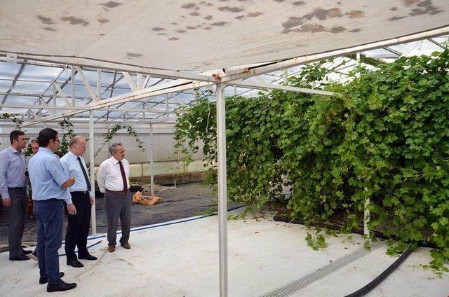 Vali Ceylan &Uuml;z&uuml;m Topladı 1