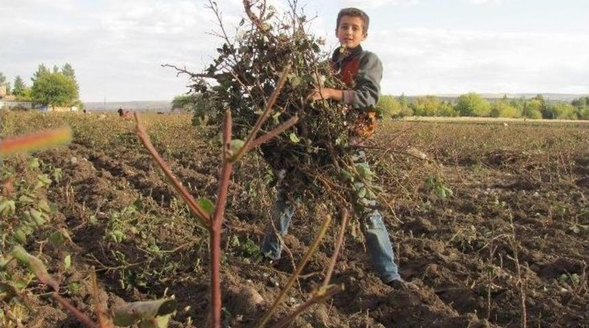 Arabanlı Fakir Aileler Pamuk &Ccedil;alısı İle Isınacak