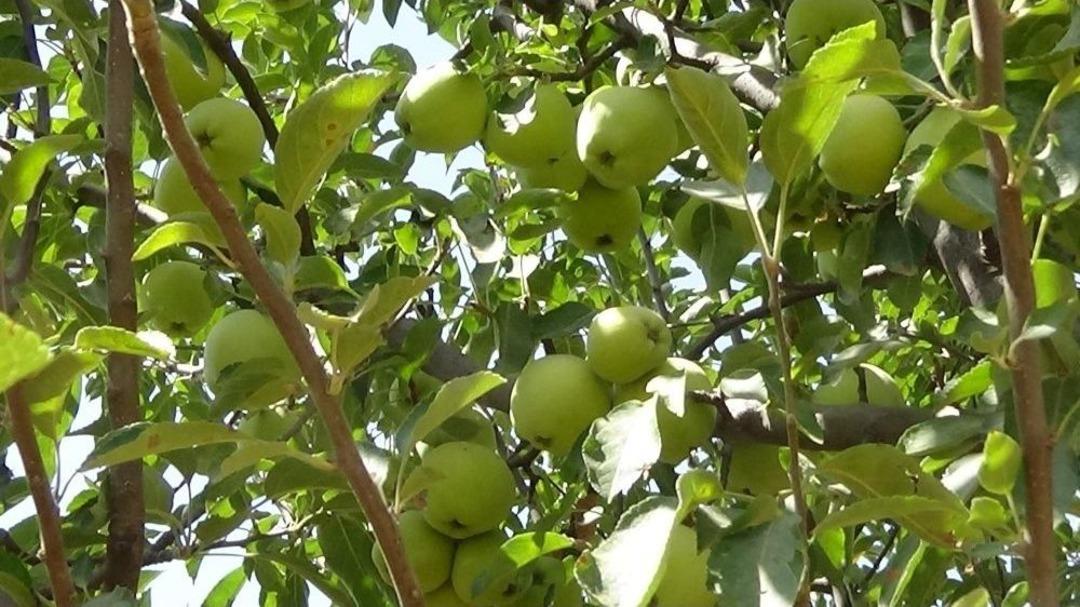 Elma Diş Fır&ccedil;ası G&ouml;revi G&ouml;r&uuml;yor