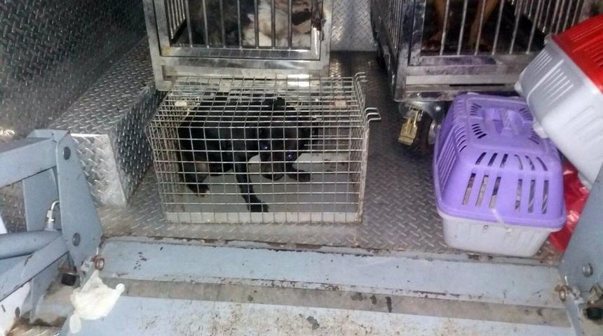 Pitbull&rsquo;un Kul&uuml;besinde De Uyuşturucu Madde Saklaşımlar