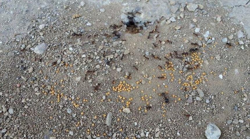 Karıncalar Akıllı Ve Yardımsever &Ccedil;ıktı