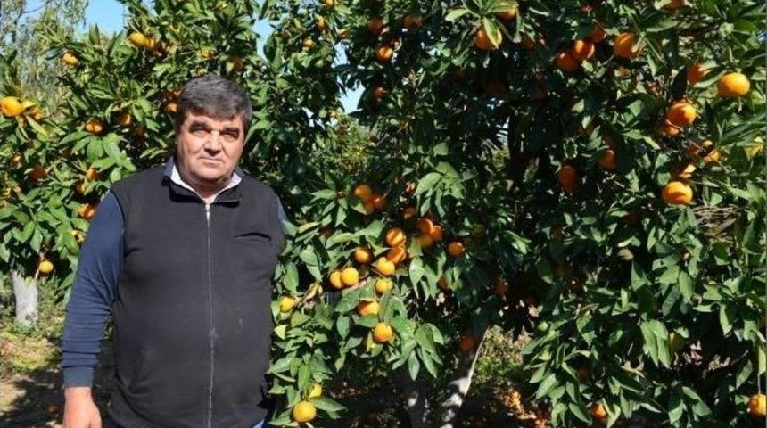 Ayvalık&rsquo;ta Zeytinden Sonra Mandalina Hasadı Başladı