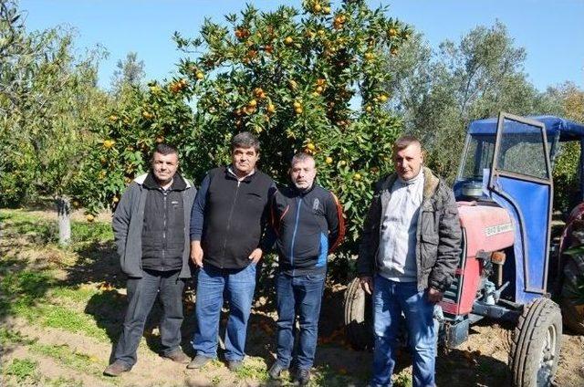 Ayvalık’ta Zeytinden Sonra Mandalina Hasadı Başladı