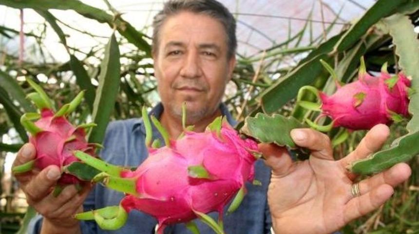 Mersin'de Pitaya Hasadına Başlandı