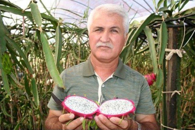 Mersin'de Pitaya Hasadına Başlandı