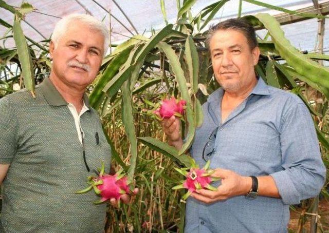 Mersin'de Pitaya Hasadına Başlandı