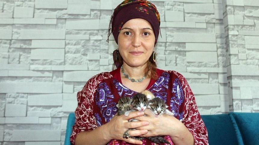 Yavru Kedilere Bebeği Gibi Bakıyor