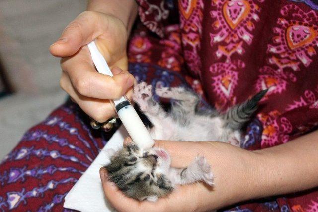Yavru Kedilere Bebeği Gibi Bakıyor 1
