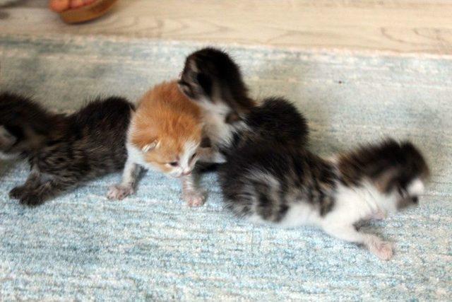 Yavru Kedilere Bebeği Gibi Bakıyor 2