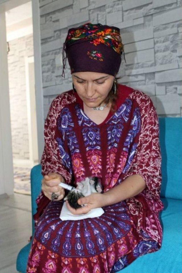 Yavru Kedilere Bebeği Gibi Bakıyor 3