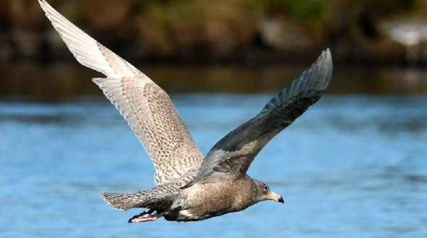 T&uuml;rkiye&rsquo;De 140 Yıl Sonra G&ouml;r&uuml;len Kutup Martısı Tehlike Altında İddiası