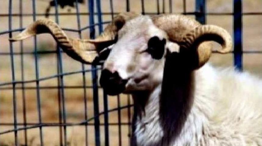 Çine’nin Karya Irkı Koyunu Tescillendi