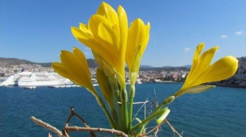 Kuşadası’nda Sonbahar Güzelleri Açtı