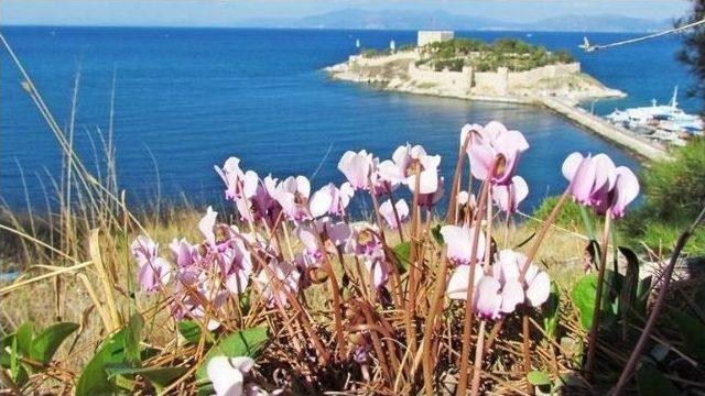 Kuşadası’nda Sonbahar Güzelleri Açtı 1