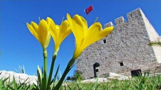 Kuşadası’nda Sonbahar Güzelleri Açtı 2