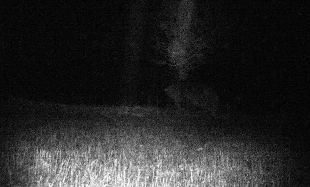 (&ouml;zel Haber) Ceset Yiyen Ayı Foto Kapana Yakalandı
