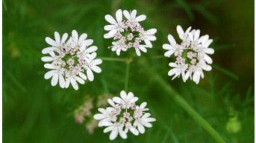 Kişniş Cinsel G&uuml;c&uuml; Artırıyor