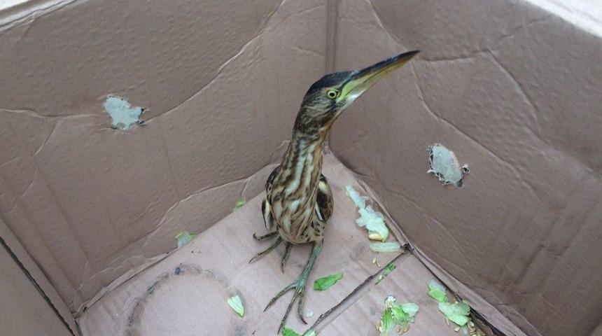 Konya’da Otomobilinin Kaportasında Hint Gölet Balıkçıl Kuş Bulundu