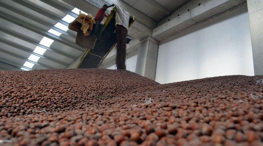 Tmo T&uuml;m Fındığa Talip Oldu