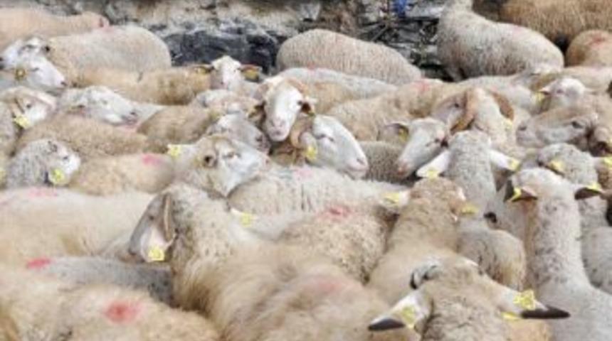 Yetiştiricilere Tahirova Irkı Ko&ccedil; Dağıtımı Yapılacak