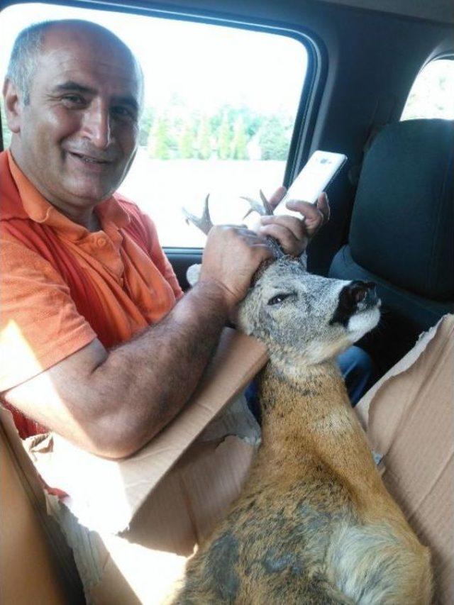 Yaralı Karaca Tedavi Altına Alındı 1