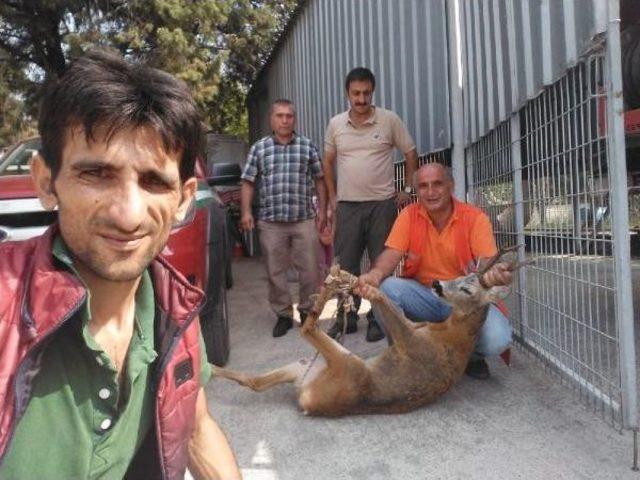 Yaralı Karaca Tedavi Altına Alındı 2