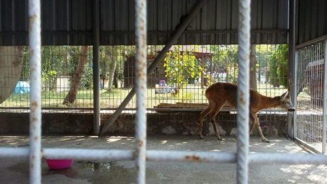 Yaralı Karaca Tedavi Altına Alındı 3