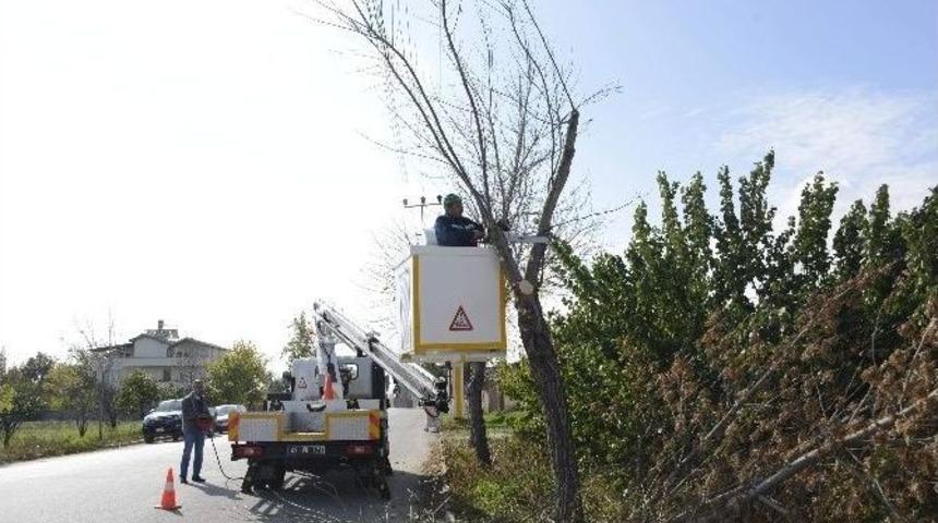 Meram&rsquo;da Anıt Ağa&ccedil;ların Kış Bakımı Yapılıyor