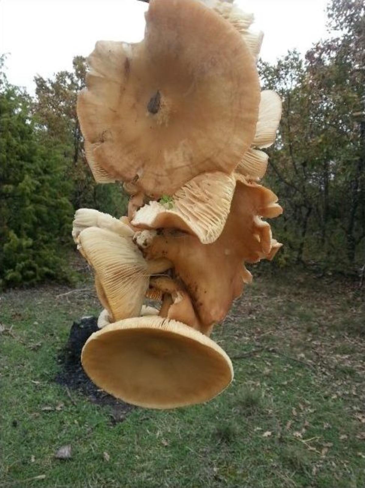 Bilecik&rsquo;te Mantar Bereketi